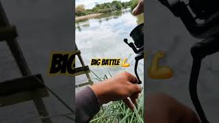 savage carp fight! #shorts #fishing #fish #carp #freshwaterfish #carpfishing