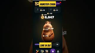 #hamsterceo #hamsters #hamsterchain#projecthamster