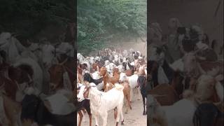 الماعز من الغابة باتجاه القرية في المساء #animals #viralvideo #wildlife #shorts #goat