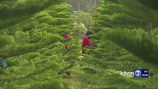 Where to get your Christmas tree this weekend and tips to make sure it lasts