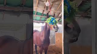 Funny Hanging Grass Feeder Toys For Horse