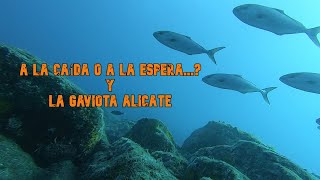 A la caída o a la espera...? y la gaviota alicate. #pescasubmarina #spearfishing