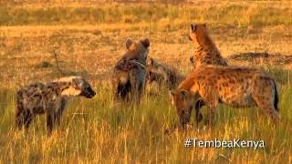 12fly TV - #TembeaKenya - Masai Mara Game Reserve