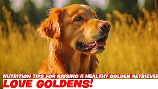 Nutrition Tips for Raising a Healthy Golden Retriever Puppy