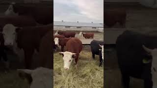 Бычки на продажу #фермерство #farming #hereford