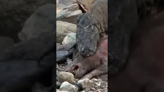 The pained cry of a wild boar when bitten by KOMODO