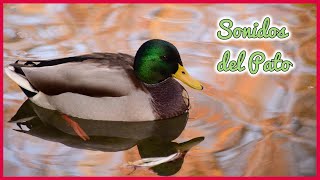 SONIDOS del PATO (1 Hora) 🦆🎶🔊