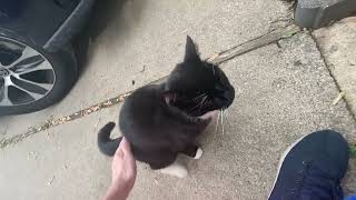 Very friendly black and white cat