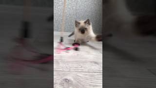 Snow munchkin kitty play