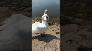 Fauchende Kobra!! #duck #enten #wildlife #beautiful #beauty #love