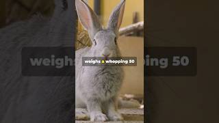 Meet the World’s Largest Rabbit! 🐇 You Won’t Believe How Big It Is!  #AnimalFacts #BunnyLove #Shorts