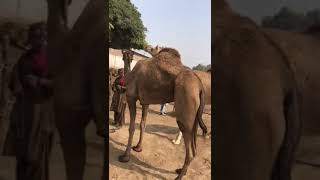 #camel