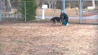 German shepherd puppy training, nearly 5 months, long down, heel, fetch ball