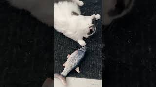 Coconut the cat =•́.•́= playing with the fish