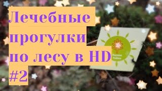 Лечебные прогулки по лесу 2