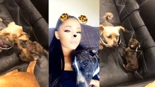 Ariana Grande - instaStories 03.04./17 It is a small play about dogs as house