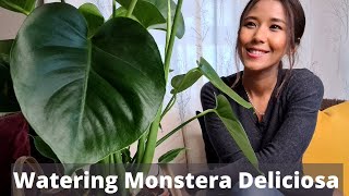 Monstera Deliciosa Watering | How to water your Monstera | Watering Monstera and avoid root rot