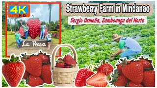 Strawberry Farm in Mindanao, Philippines | La Presa, Sergio Osmeña, Zamboanga del Norte