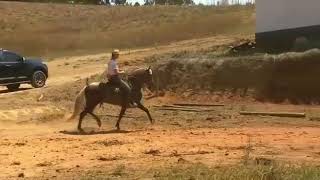 Dante de 3 corações Mangalarga Marchador