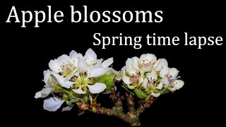 Apple tree blossoms opening - time lapse [4K]