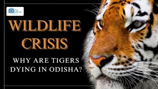 Understand Why Are Tigers Dying in Odisha | The CSR Journal #wildlifeconservation