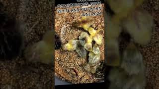 #2024 #quail #birds #baby #cute #dayold #chicks #all #healthy