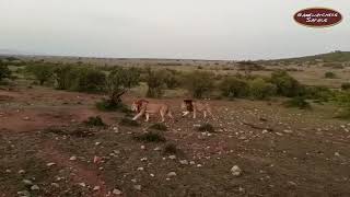 Lemuny Pride Males, Ole Cook & Lembalang Patrol their Territory