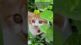 Cat Purr Sound Effect. Free Copyright SOUND EFFECTS | SoundME #shorts