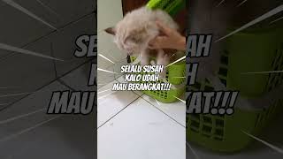 WAKTUNYA MANDIIN ANABUL... | Airrizky Pets