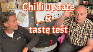 Chilli tasting and update on the chilli-house #growing #chillies #allotment