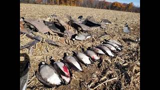 Goose hunt and flocks of snows