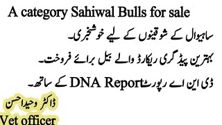 Good News for Sahiwal Lovers - Best Bulls for sale