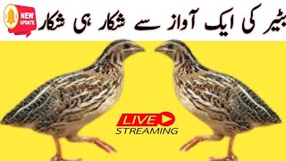 BATAIR ki awaaz||Batair ki awaz 2024||Quail sounds 2024||@Bilalbirdsfarming