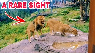 Amazing Interaction Between Lions Caught On Camera 😉 #lion #zoo #animals #australia