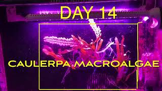 Refugium Day 14 - Macroalgae Caulerpa prolifera & Caulerpa racemosa