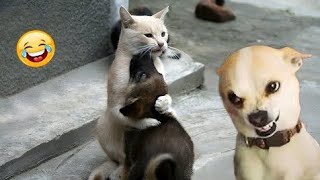 Funny Dogs and Cats Videos You'll Ever See🐕🐈 NEW FUNNY Animals Videos part,4