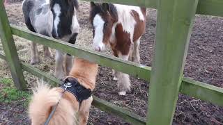 Dexter gets friendly with Hedons horses