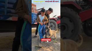 समझदार कुत्ता ने बचाई बच्चे की जान! #shorts 😢😢 #viral #trending