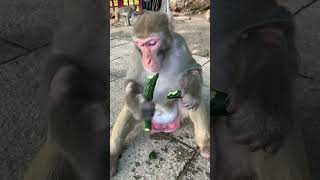 "Silly Baby Monkeys: Videos That Will Make You Laugh Out Loud" #SillyBabyMonkeys #LaughOutLoudV