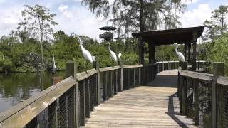 Bird Sanctuary - Gatorland Florida