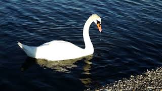 swans of Poole Park