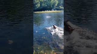 Puppy Chronicles episode #64. He loves to swim!