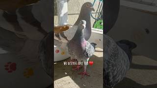 Give Pigeons Some Love!