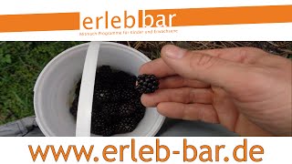 Kleines ABC der Erntehilfen - Brombeeren ernten und entkernen