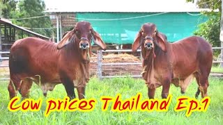 Price of cow in Thailand Ep.1 Cow price today  cattle market northeast Thailand (10/3/2021)