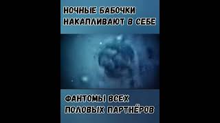 Пётр Гаряев. Ночные бабочки НАКАПЛИВАЮТ В СЕБЕ ФАНТОМЫ всех половых партнёров#shorts