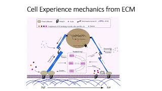 Cell experience mechanics from ECM (Extra cellular matrix) #Code: 563