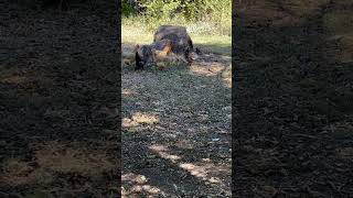 Chickens and squirrel meet. Not great.