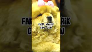 Fakta Menarik Anjing Chow Chow #animals #faktaunik #hewan #infoanimals #infohewan