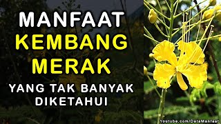 Manfaat Kembang Merak | Khasiat Kembang Merak Untuk Kesehatan Yang Tak Banyak Diketahui